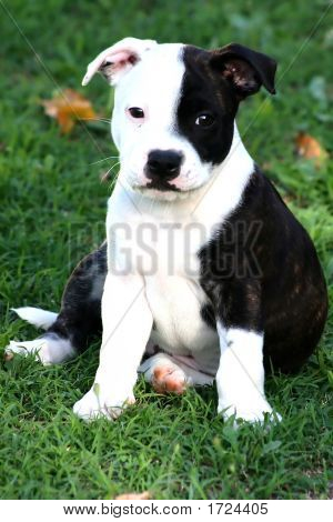 ลูกสุนัข Staffie
