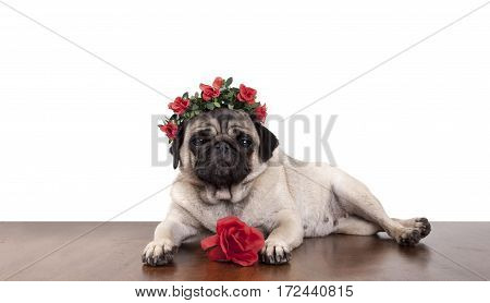 lovely sweet pug puppy dog lying down on wooden floor like a model wearing diadem with red roses