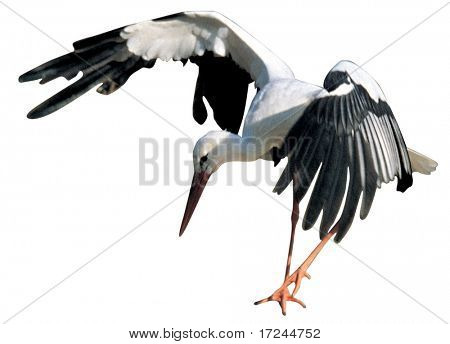 Bird Image
