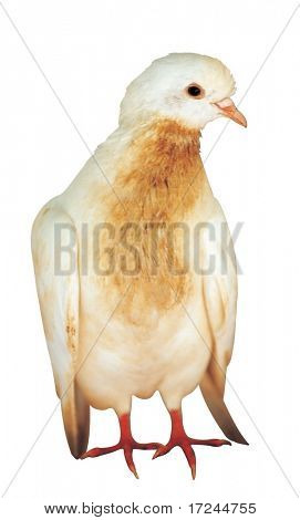 Bird Image
