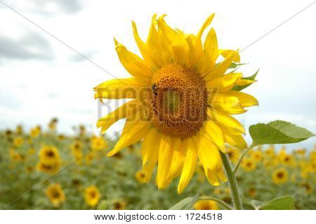 Sunflower1
