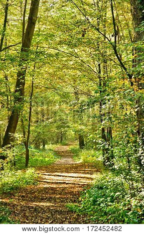 Verneuil sur Seine; France - october 30 2016 : the forest in the west of the city