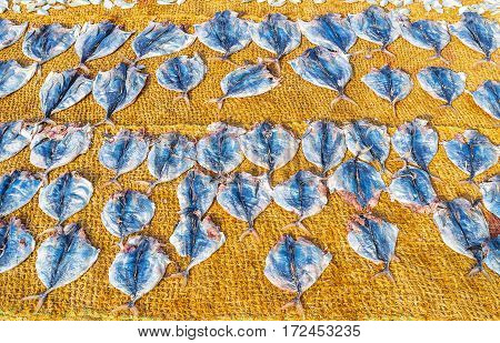 The Flattened Fish