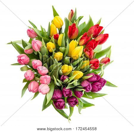 Tulip flower isolated on white background. Bouquet of fresh multicolor flowers