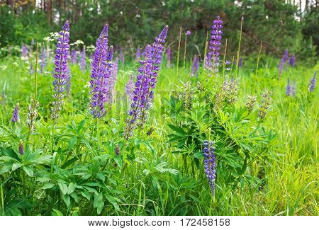 Willow-herb. Cyprus angustifolia or Ivan tea (Koporye tea)