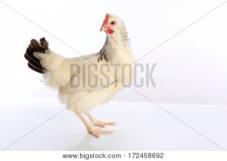 Sussex hen original from England on white background