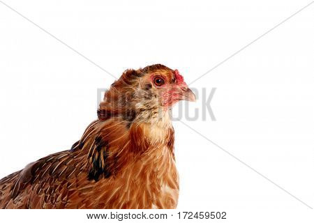 Araucana hen of blue easter eggs native of Chile on white background