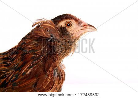 Araucana hen of blue easter eggs native of Chile on white background