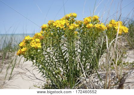 Yellow Puccoon On A Lake Huron Sand Dune - Ontario