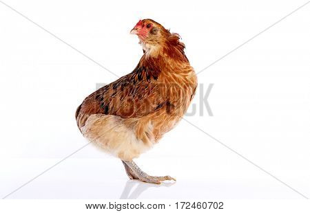 Araucana hen of blue easter eggs native of Chile on white background