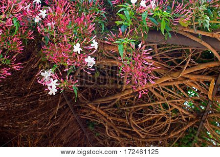 White flowers. Beautiful plant. Spting. Garden. Fresh.