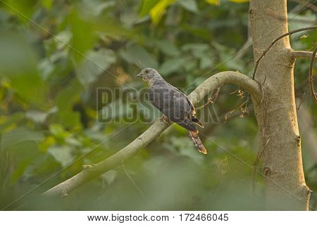 Himalayan Cuckoo in a Tree in Chitwan National Park in Nepal