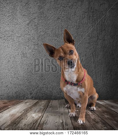Dog with quizzical expression on wooden floor