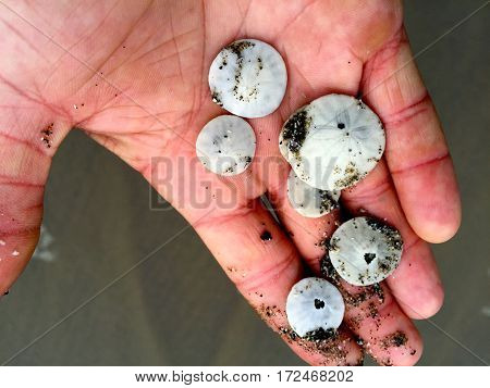 What to do with this handful of dollars?