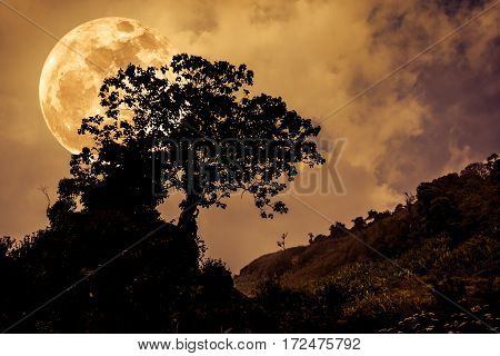 Silhouettes Of Tree Against Dark Sky On Tranquil Nature Background.