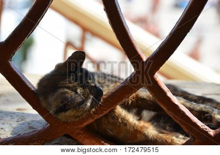 Cat Rest On Street