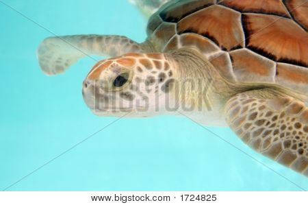 Vesi Turtle 4 lähikuva