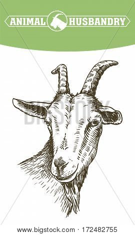 goat head. livestock. animal grazing. sketch drawn by hand on a white background