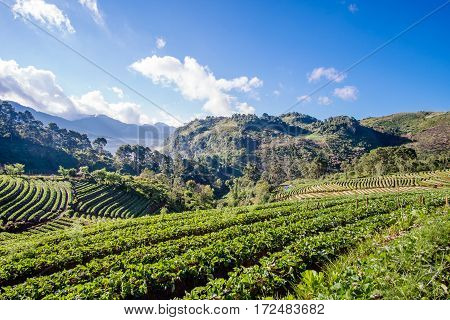 Landscape of Strawberry field at Doi Ang Khang Chiang Mai Thailand