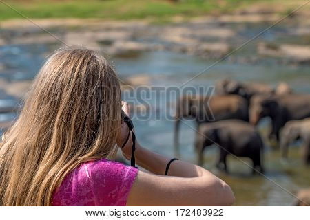 Cute young female wildlife photographer during safari making photos of elephants