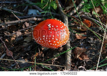Amanita Muscaria Mushrom