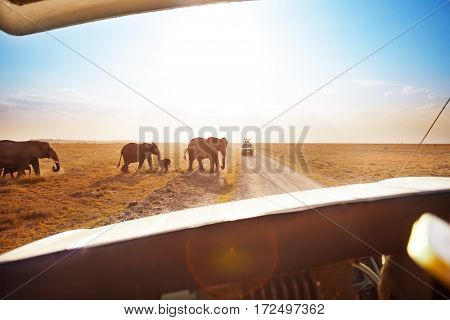 Tourist in safari jeep watching elephant's family crossing road in Amboseli national park, Kenya
