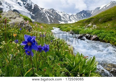 Blue flower and grass in a mountain stream