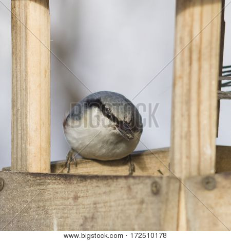 Eurasian or wood nuthatch Sitta europaea close-up portrait at bird feeder with seed in beak selective focus shallow DOF