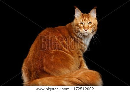 Huge Ginger Maine Coon Cat Sitting with Furry Tail and Staring in camera Isolated on Black Background, Back view