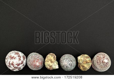 Sea shells on on a black background with free space for text. Top view