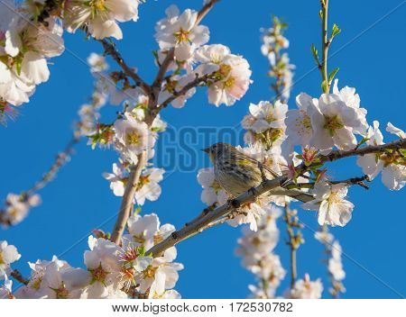 Small american bird Yellow-rumped Warbler Setophaga coronata female on a branch of almond tree in bloom.