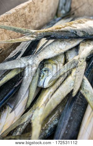 Catch fresh scombridae fishes lying in plastic container just from sea, on fishermen boat.