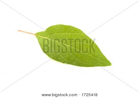 Blad grøn 