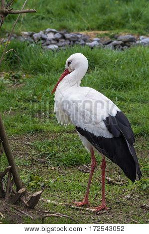 Old Adult stork in its natural habitat