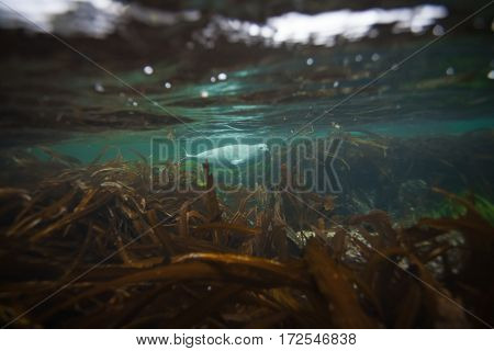 Phoca Largha (larga Seal, Spotted Seal) Underwater Pictures