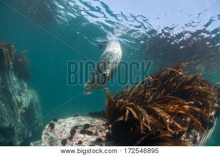 Phoca Largha (larga Seal, Spotted Seal) Underwater Pictures