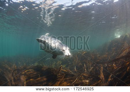 Phoca Largha (larga Seal, Spotted Seal) Underwater Pictures