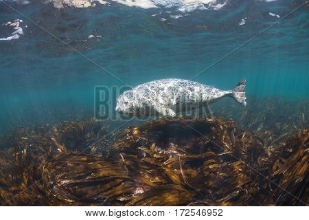 Phoca Largha (larga Seal, Spotted Seal) Underwater Pictures