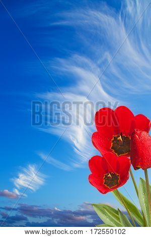 three red tulips on the blue sky