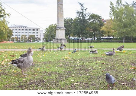 European urban park with birds on the meadow