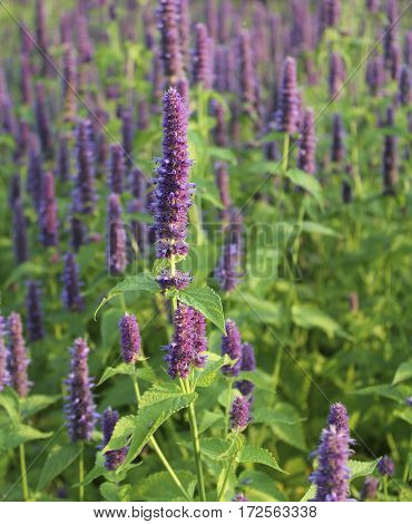 Blossom  of giant Anise hyssop (Agastache foeniculum) in a summer garden.