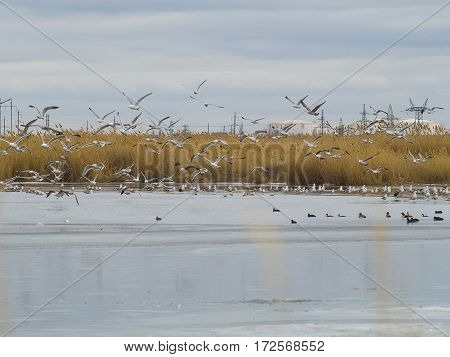 The seagulls and ducks on a frozen lake
