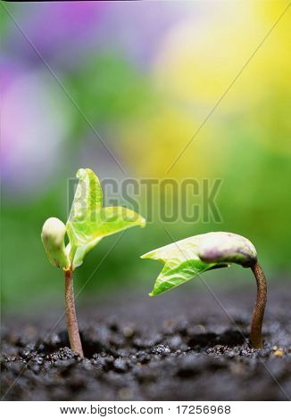 Bud