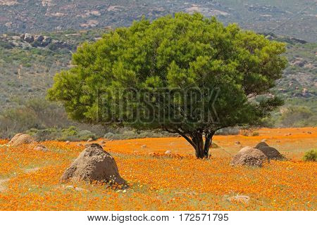 Landscape with colorful wild flowers and tree, Namaqua National Park, South Africa