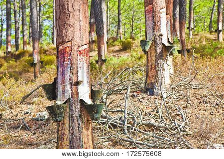 Extraction of natural resin from pine tree trunks - (Europe - Portugal). The resin is used for various purposes: for the tanning of skins; for the production of paints; to obtain essential oils; for various forms of therapies and so on.