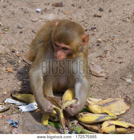 Macaque peeling banana in Mount Popa, Myanmar