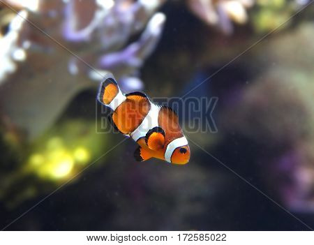 The tropical anemonefish swims about a coral reef