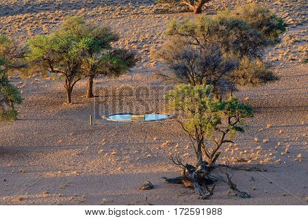 Artificial watering hole for animals among small acacia trees in Namib desert shown at sunset. Namibia