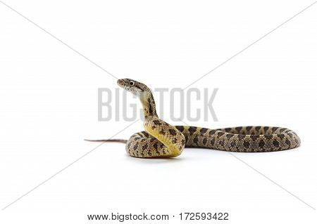 macro object snake isolated on white background
