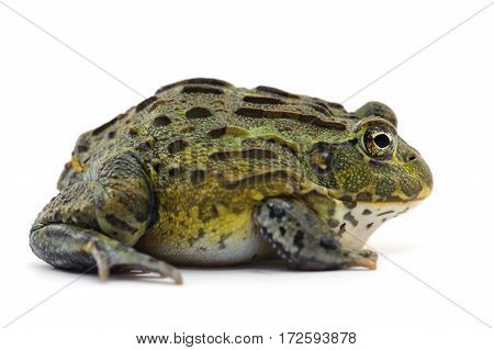macro amphibian  frog isolated on white background